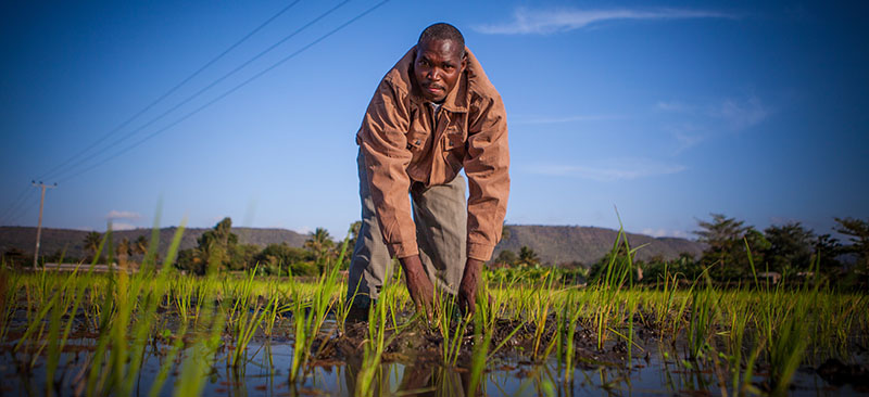 Root Capital wholesale lending product design for agri-enterprises in Africa