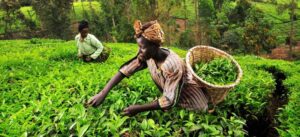 Developing micro-insurance ecosystem in Mozambique