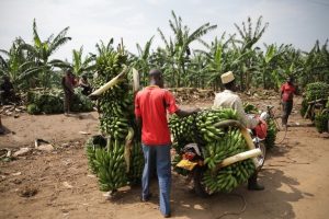 Transportation of food in Kenya