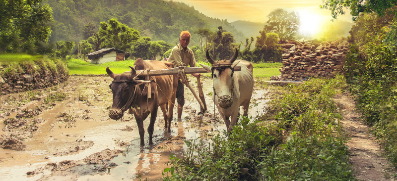 Indian agriculture during and after the pandemic