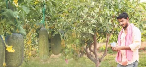 Reforms in fertilizer subsidy in India: The way forward