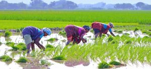 Climate Resilient Agriculture (CRAg) Whitepaper