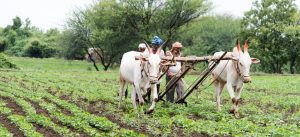 Smallholder farmers worldwide are on a perilous journey amid climate change—where are they headed?