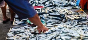 Beyond the catch: How fish can fuel a healthier Indonesia