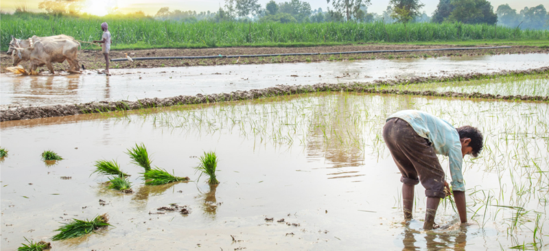 India’s early warning system: A case study