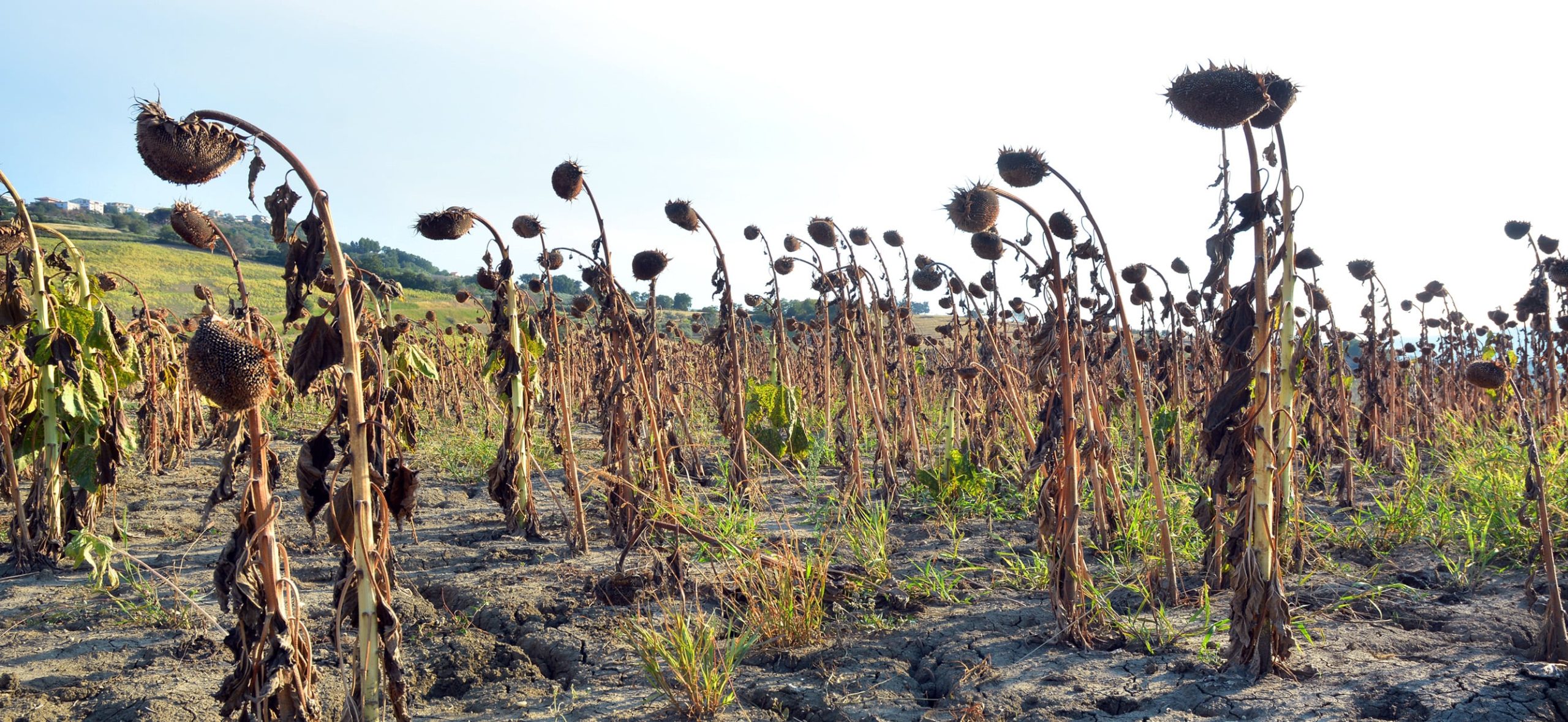 Value chain analysis to identify and address PHL and its impact on smallholder farmers (SHF)