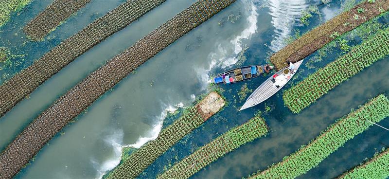 Unlocking financial resilience: How MFIs can solve the climate disaster in Bangladesh’s farm economy