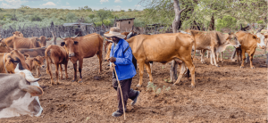 How locally-led adaptation can make the inherent resilience of MSMEs in Uganda’s cattle corridor bankable