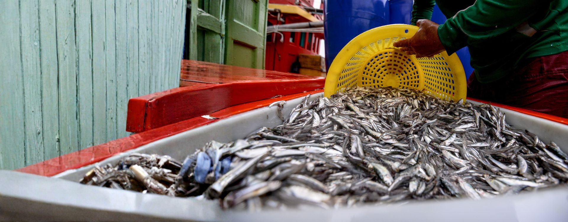 Financing Africa’s fisheries From informality to investability