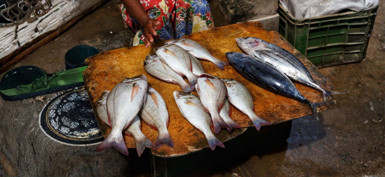 The financing opportunity inside Kenya’s fish supply gap